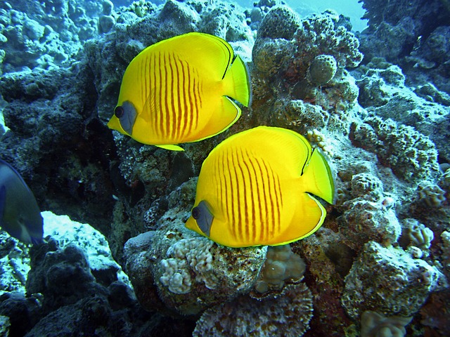 Egypt